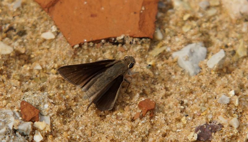 aiuto identificazione Hesperiidae - Gegenes pumilio